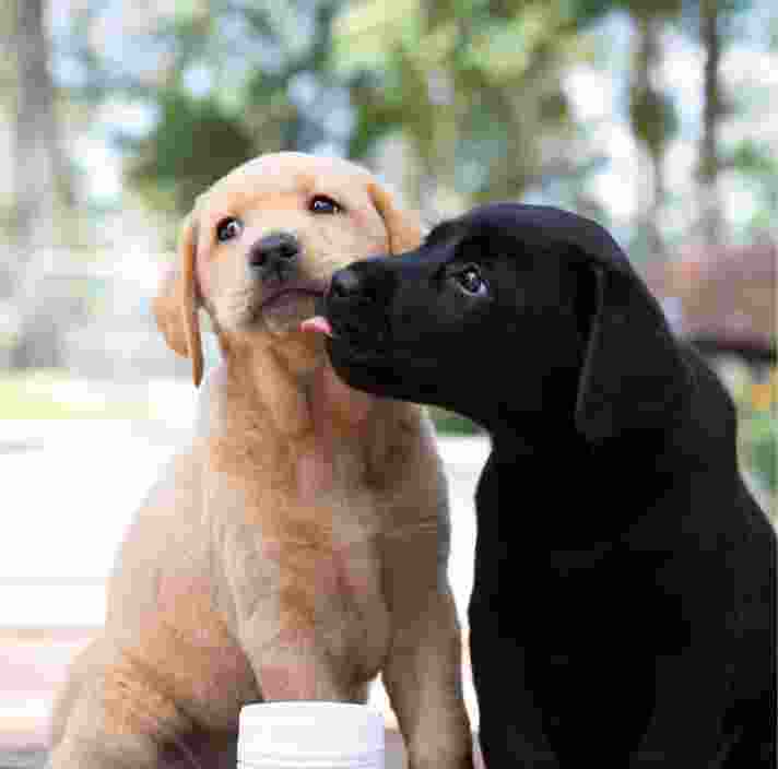 Two ten week old puppies, one yellow and one black, outside seated on their back legs. The black puppy is licking the yellow puppy. There is dog health products in a white bottle in front of the puppies.