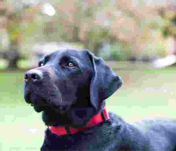 A close up image of a black labrador dogs face.