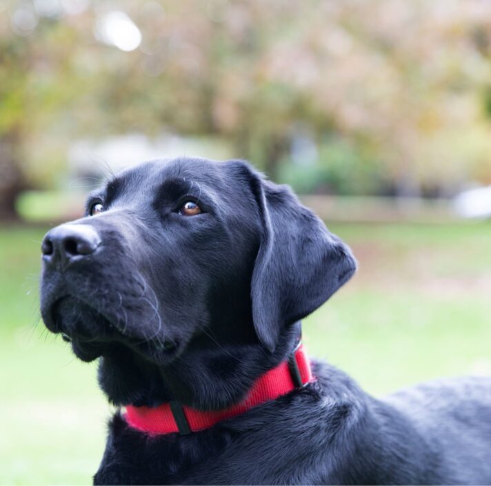 Rehome A Dog - Guide Dogs Queensland