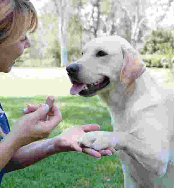 A yellow labrador dog sitting on its back legs outside with a person in front of the dog. The dog has one of its front paws lifted into the hand of the person and the person is holding a piece of dog food in their hand.