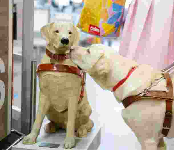 A yellow labrador Guide Dog in harness sniffing a large Guide Dogs collection dog.