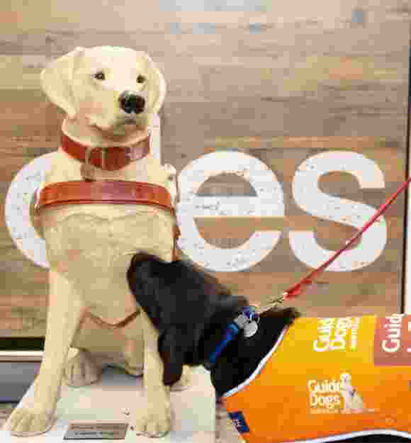 A sixteen week old black labrador puppy in a Guide Dog in Training coat is looking up at a large Guide Dog's collection dog outside a Coles supermarket.