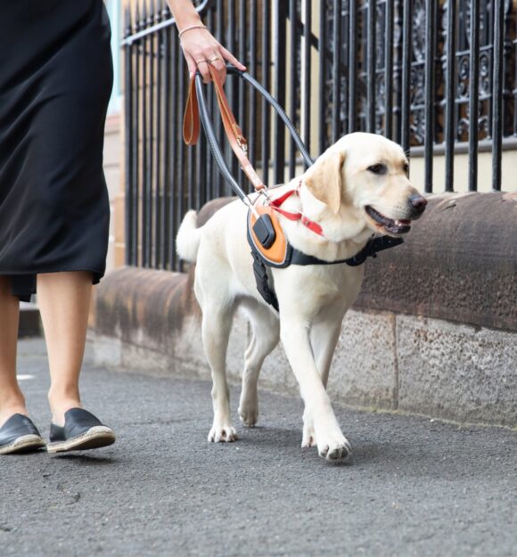 A yellow labrador Guide Dog in harness is walking down the footpath with its handler.