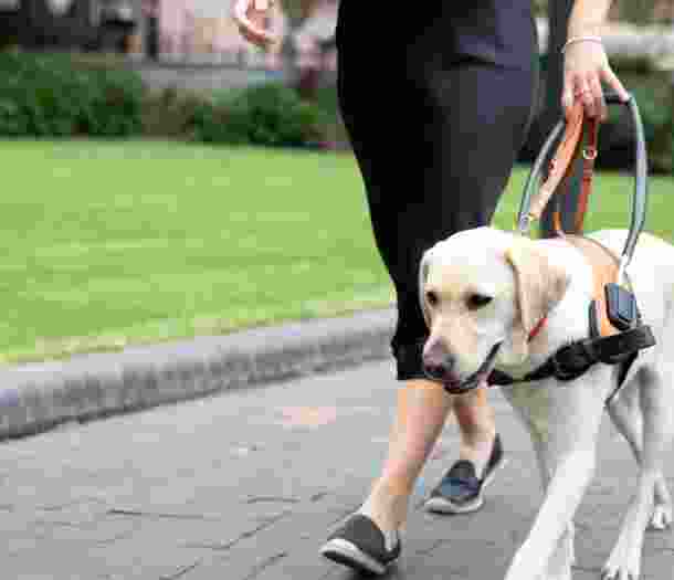 Person walking with yellow Guide Dog in harness.