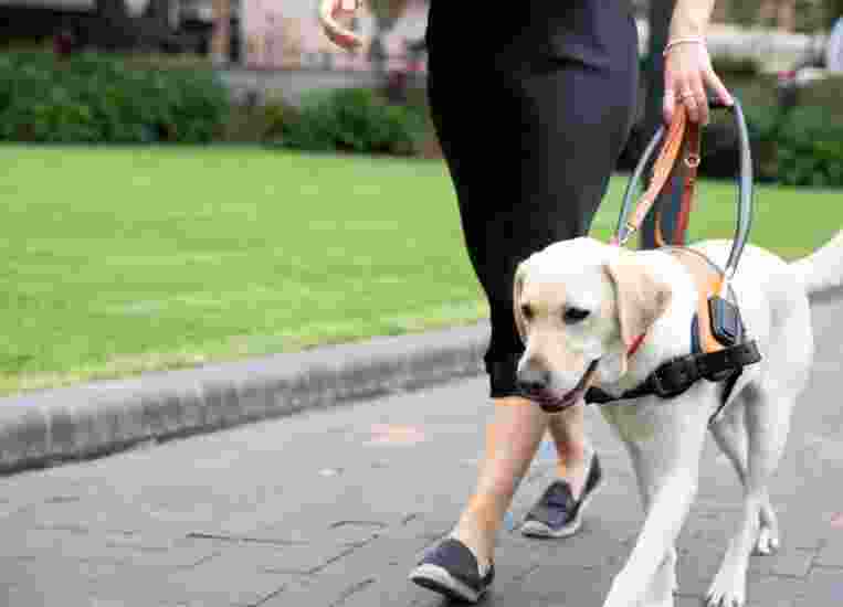 Person walking with yellow Guide Dog in harness.