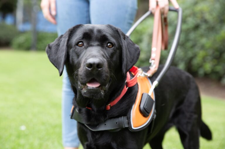 A black Guide Dog in harness standing next it's handler outside on some grass. The Guide Dog s looking at the camera.