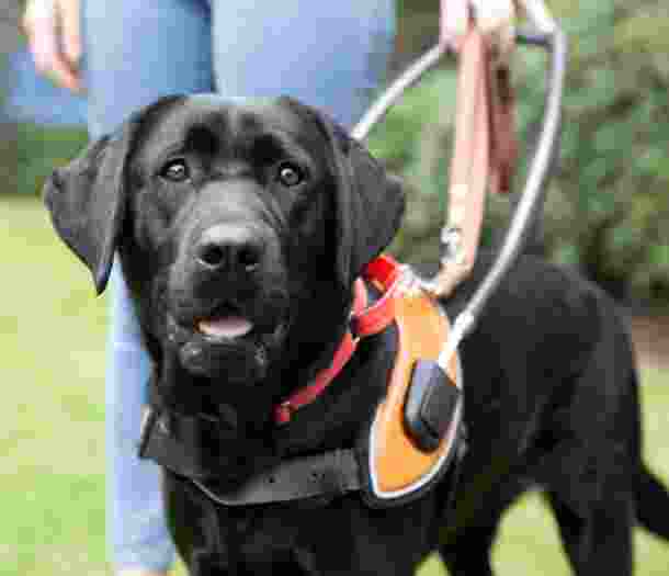 A black Guide Dog in harness standing next it's handler outside on some grass. The Guide Dog is looking at the camera.