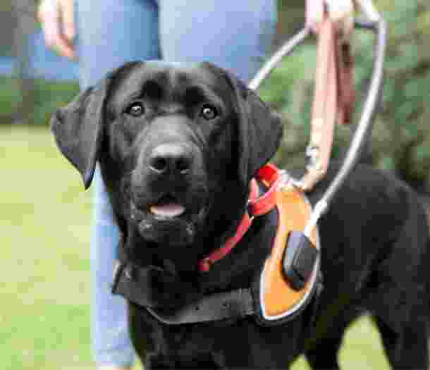 A black labrador Guide Dog in harness standing next to its handler. The handler and dog are standing on some grass outside. The image is cut off at the waist of the handler.