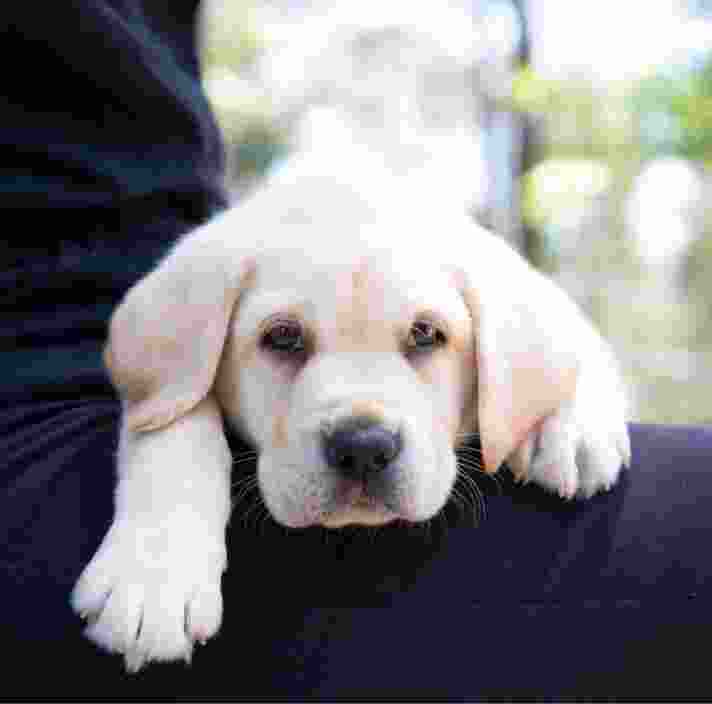 An eight week old yellow labrador puppy resting its head and paws on a person's shoulder.