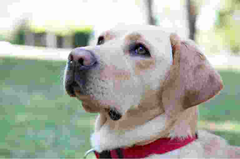 A yellow labrador dogs face. The dog has a red collar and is looking to the left of the camera,