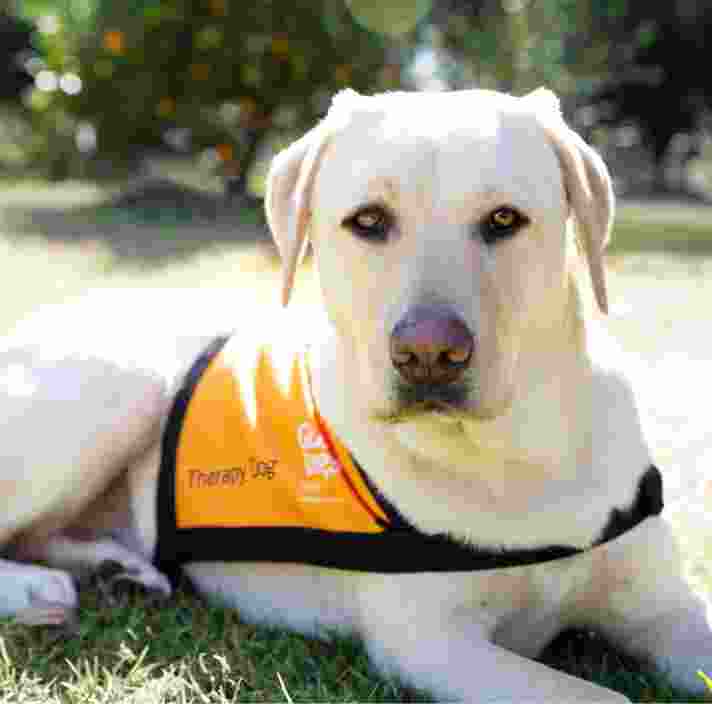 A yellow labrador Therapy Dog sitting outside. The dog is looking at the camera and is wearing an orange Therapy Dog coat.