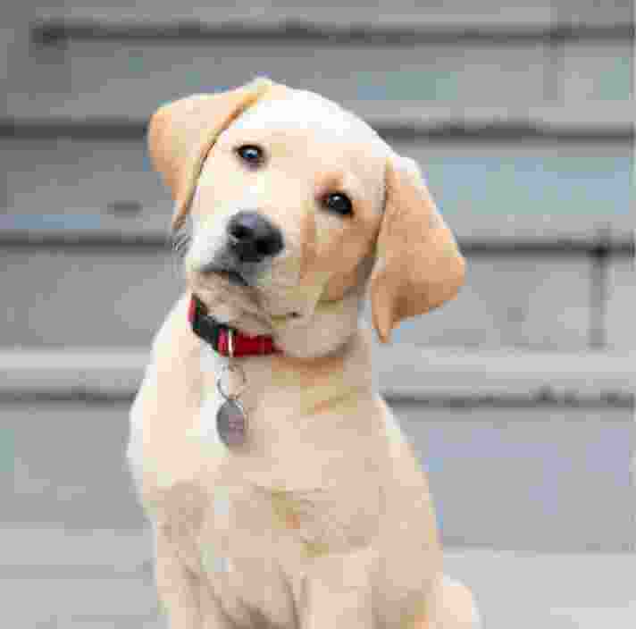 Reclassified store guide dogs