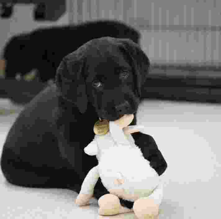 A ten week old black labrador puppy chewing on a soft toy. There is a second black ten week old puppy in the background that is out of focus but sniffing the ground.