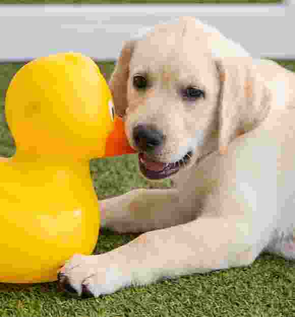 A yellow ten week old labrador puppy sitting on some grass playing with a large duck toy. The puppy is looking at the camera.