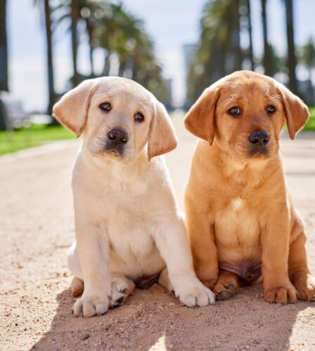 Guide Dogs named Most Trusted Charity again in Reader’s Digest Most Trusted Brands 2020