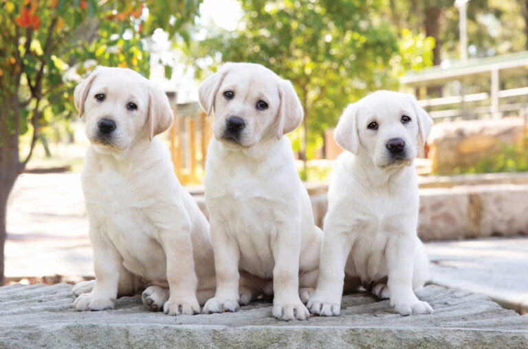 Three Yellow labrador puppies sitting next to each other outside and looking at the camera.
