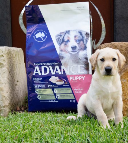 Diet and nutrition for healthy future Guide Dogs