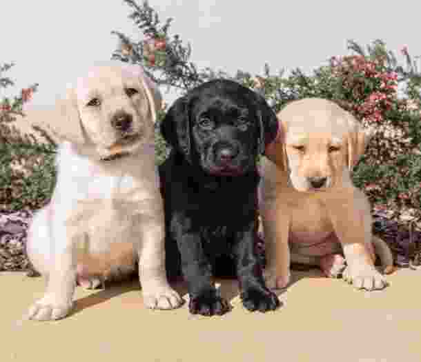 Image of two yellow puppies and one black puppy in front of spring plants, looking at the camera.