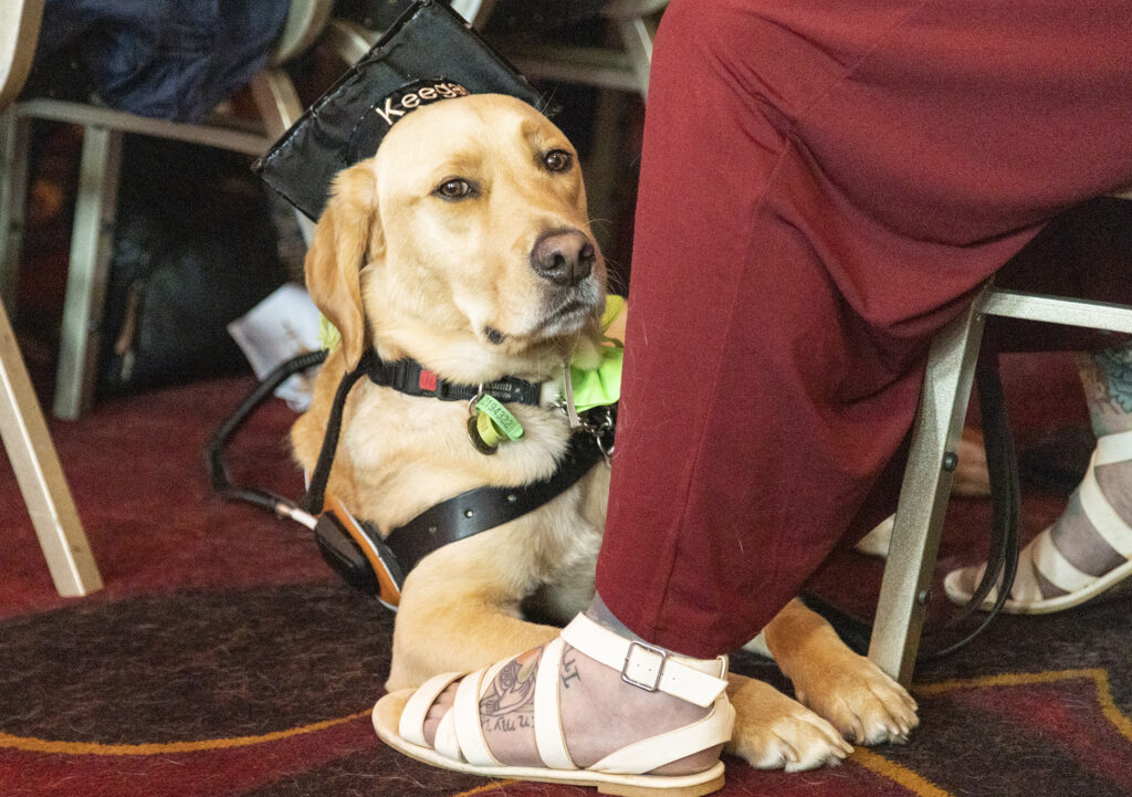 Image of Guide Dog Keegan.