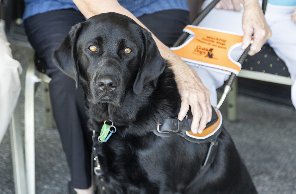 Guide Dog Quincy.