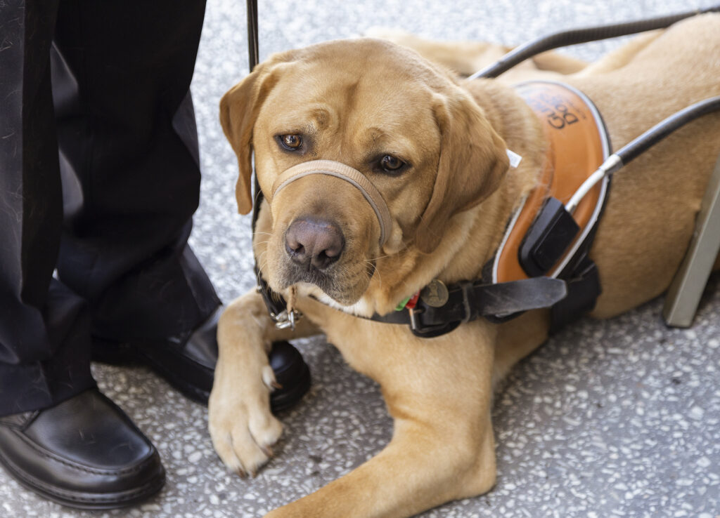 Guide Dog Archie.