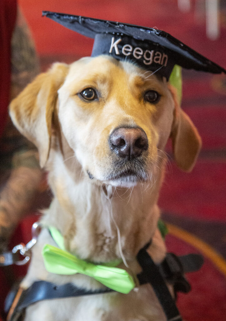 Guide Dog Keegan.