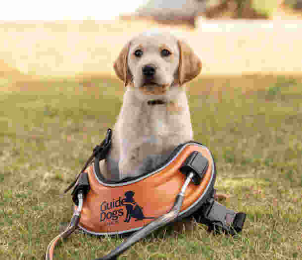 Yellow Labrador puppy sitting on the grass. In front of the puppy is an orange Guide Dog harness.