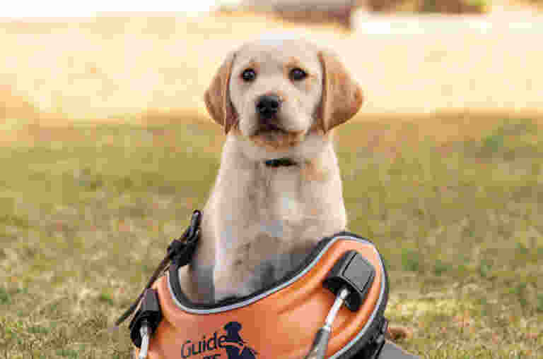 Yellow Labrador puppy sitting on the grass. In front of the puppy is an orange Guide Dog harness.