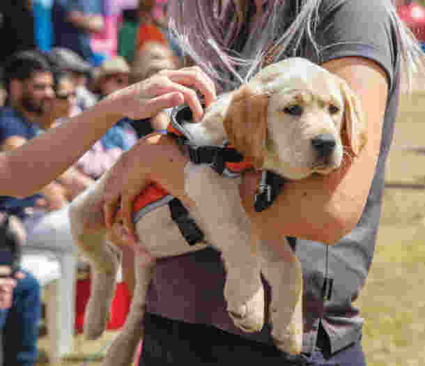 A woman carrying a yellow labrador puppy