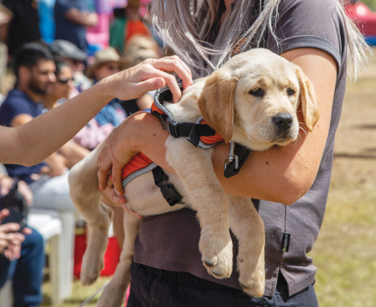 Events Archive Guide Dogs Queensland