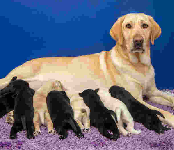 A yellow Labrador dog lays on a purple rug with her nine yellow and black pups in front of her.
