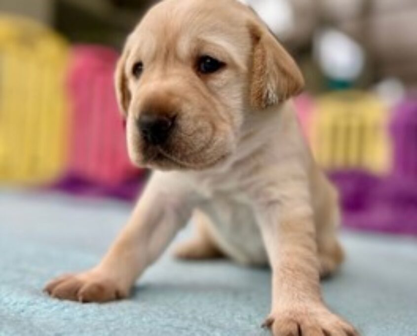 Daphne The name Daphne was suggested multiple times - honouring two special women from Queensland. Daphne the pup is named in honour of sculptor Daphne Mayo, and hockey legend Daphne Pirie.