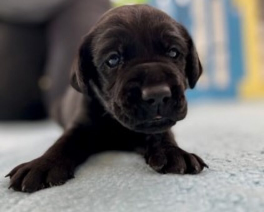 Davey A very special name for one of our male pups, named in honour of Senior Constable Dave Masters, who was tragically killed on duty in June 2021. Dave's family thanked the community for choosing to honour Dave in this way.