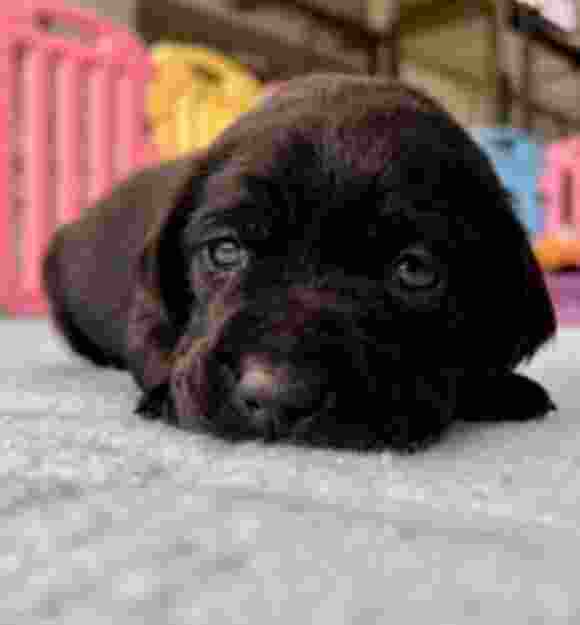 Dolly Dolly was one of the most popular suggestions for a little girl, named in honour of Dolly Everett, a Queensland schoolgirl who has become the face of an anti-bullying movement.