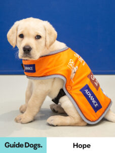 Guide Dog puppy ‘Hope’ is sitting in an orange Guide Dogs branded puppy coat and is looking at the camera