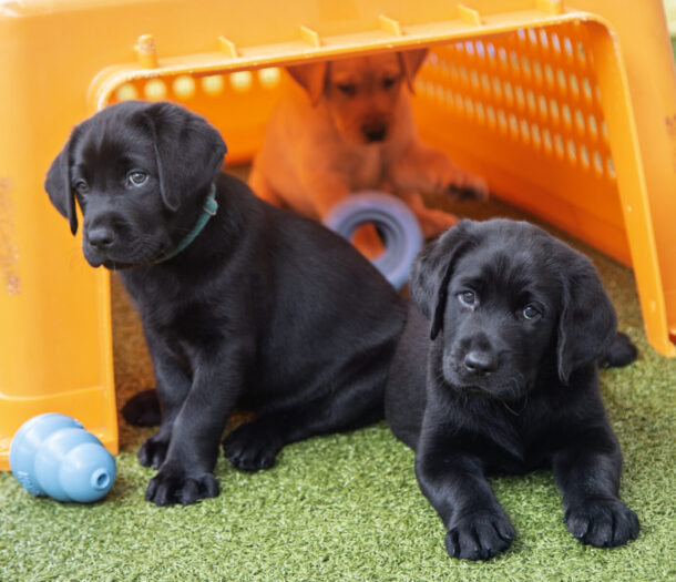 Image of puppies playing in the nursery