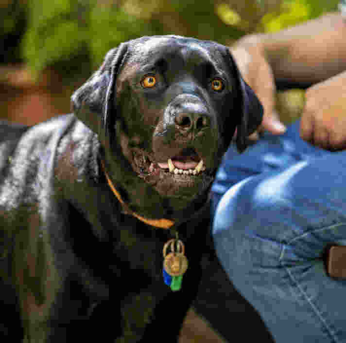 Image of Guide Dog Tyson looking at the camera.