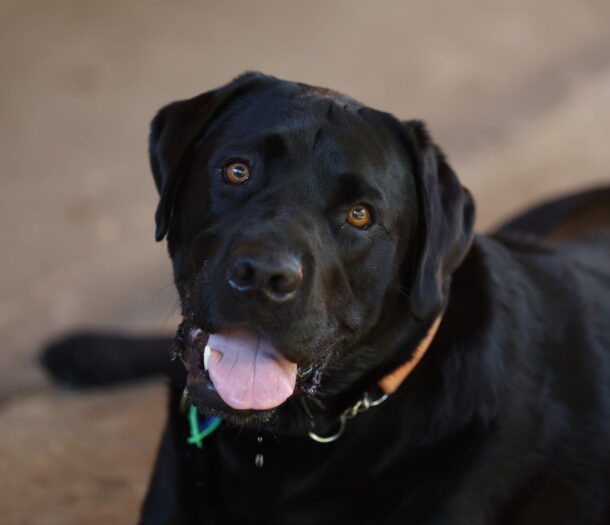 Image of Guide Dog Tyson
