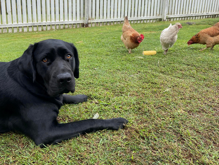 Guide Dog pup Dottie lying on the grass next to her brown and white feathered chicken friends.