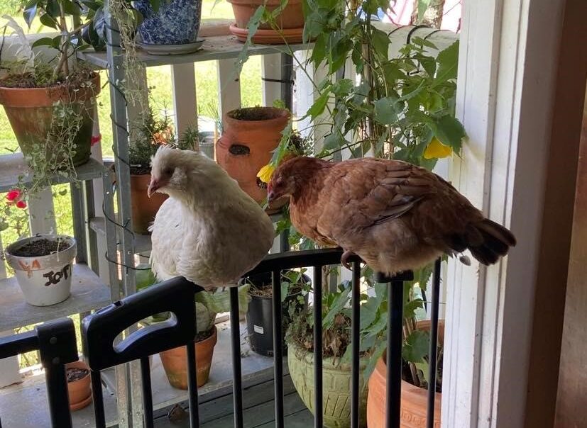 A brown and white chicken roosting for the night on Dottie's dog gate