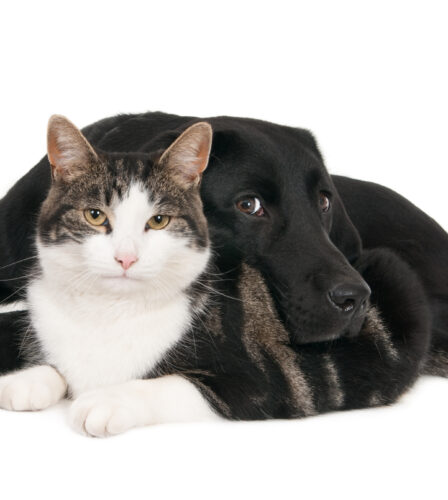 International Friendship Day