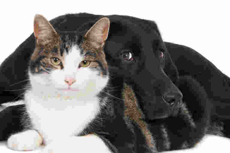Black Labrador curled up resting next to a brown, black and white cat