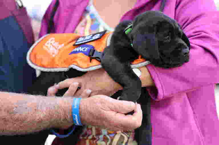 An image of black Labrador and Guide Dog pup, Davey. Davey is wearing an orange Guide Dog in training coat and is being held in the arms of Deception Bay Police Station community members.