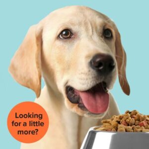 A labrador pup looking at a bowl of food. Text on image reads: 'Looking for a little more?'
