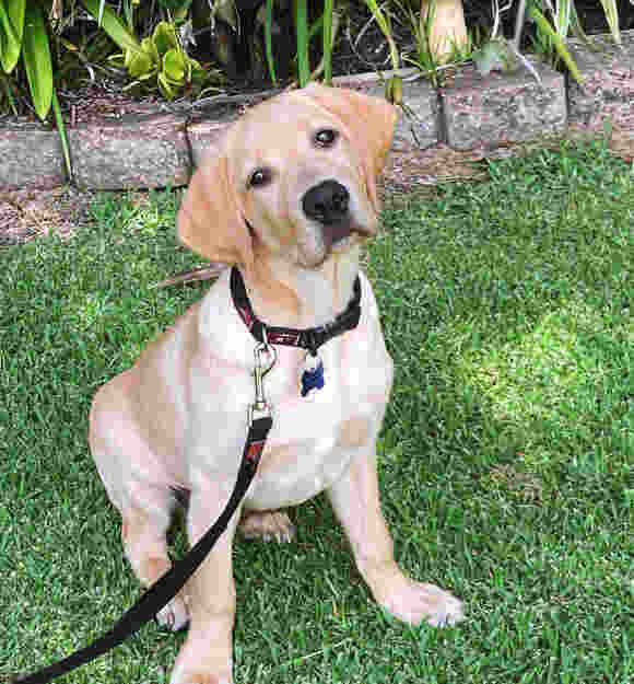 Image of Link sitting on the grass.