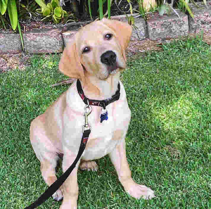 Guide Dog Tales (Spring 2023) - Guide Dogs Queensland