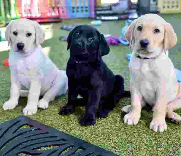 Image of three puppies in the Gudie Dogs nursery.