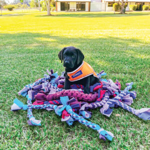 A black labrador puppy wearing an orange training coat is sitting on the grass surrounded by a pile of chew toys.