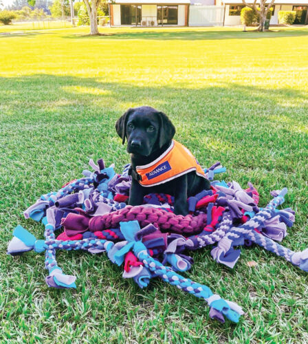 A little something for your furry friends