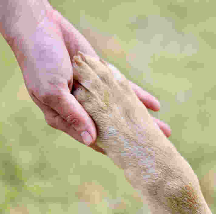 Image of a hand and a paw holding each other in front of a grass background.